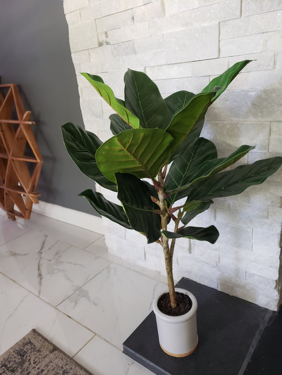 Fiddle Leaf Fig with Base