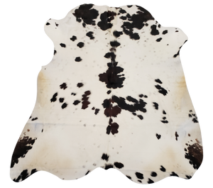 Columbian Tricolor, mostly white with some dark brown and black spots. 